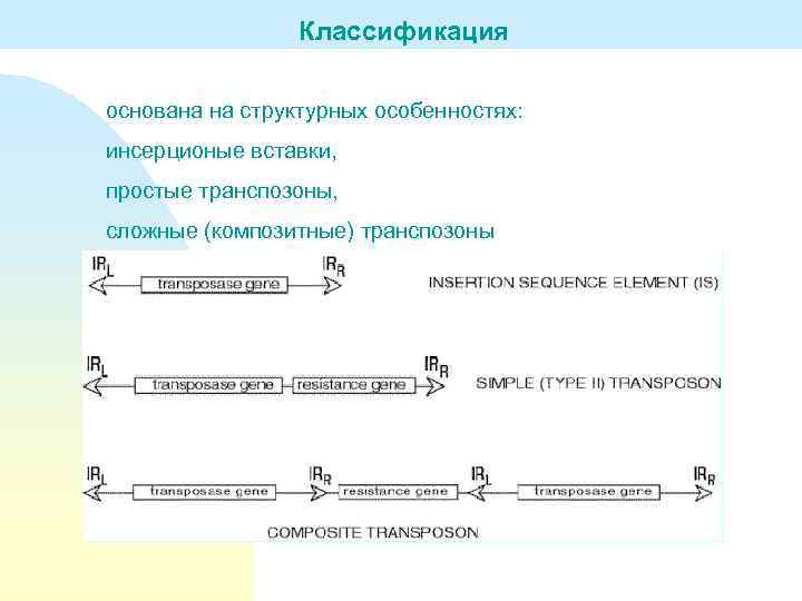 Классификация основана на структурных особенностях: инсерционые вставки, простые транспозоны, сложные (композитные) транспозоны 