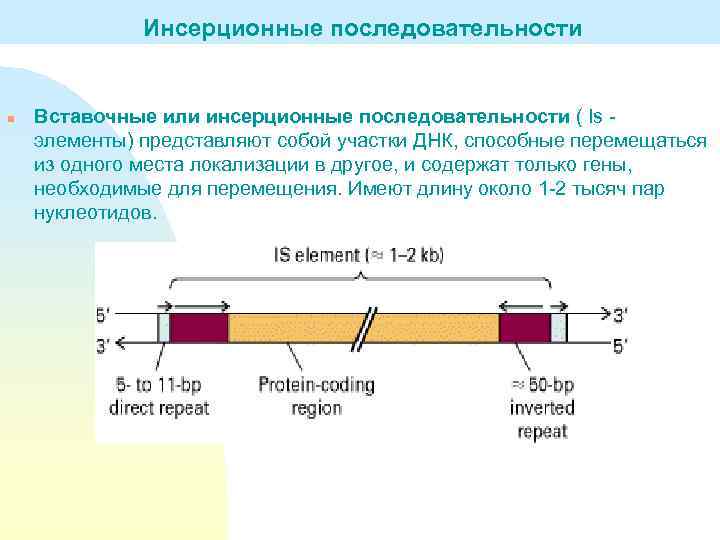 Инсерционные последовательности n Вставочные или инсерционные последовательности ( Is элементы) представляют собой участки ДНК,