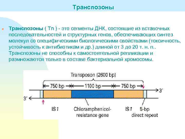Транспозоны n Транспозоны ( Tn ) - это сегменты ДНК, состоящие из вставочных последовательностей
