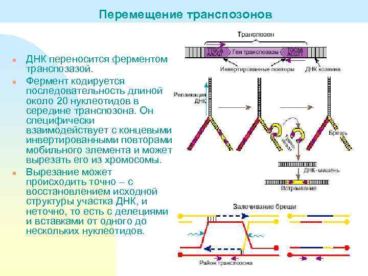 По какой схеме возможен одновременный трансмембранный перенос ионов калия и натрия