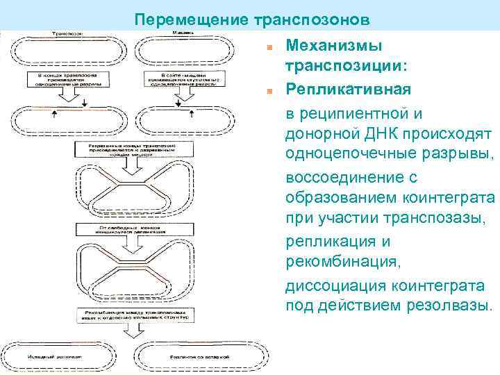 Перемещение транспозонов n n Механизмы транспозиции: Репликативная в реципиентной и донорной ДНК происходят одноцепочечные