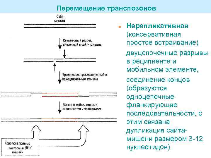 Перемещение транспозонов n Нерепликативная (консервативная, простое встраивание) двуцепочечные разрывы в реципиенте и мобильном элементе,