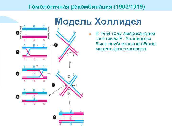 Гомологичная рекомбинация днк