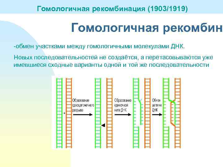Гомологичная рекомбинация (1903/1919) Гомологичная рекомбинация Гомологичная рекомбина -обмен участками между гомологичными молекулами ДНК. Новых