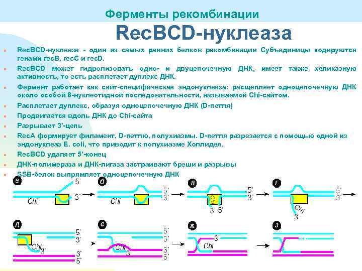 Ферменты рекомбинации Rec. ВСD-нуклеаза n n n n n Rec. BCD-нуклеаза - один из