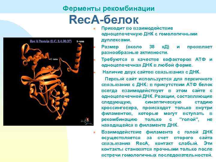 Ферменты рекомбинации Rec. A-белок n n n Приводит во взаимодействие одноцепочечную ДНК с гомологичными