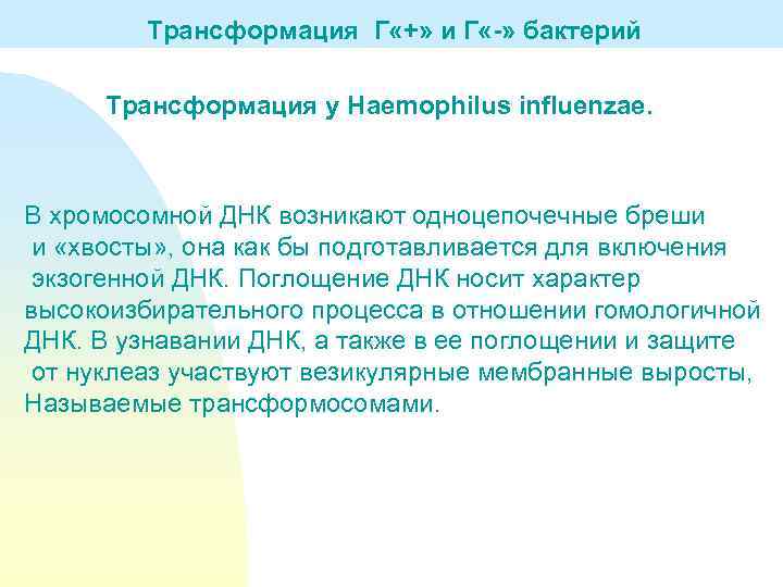 Трансформация Г «+» и Г «-» бактерий Трансформация у Haemophilus influenzae. В хромосомной ДНК