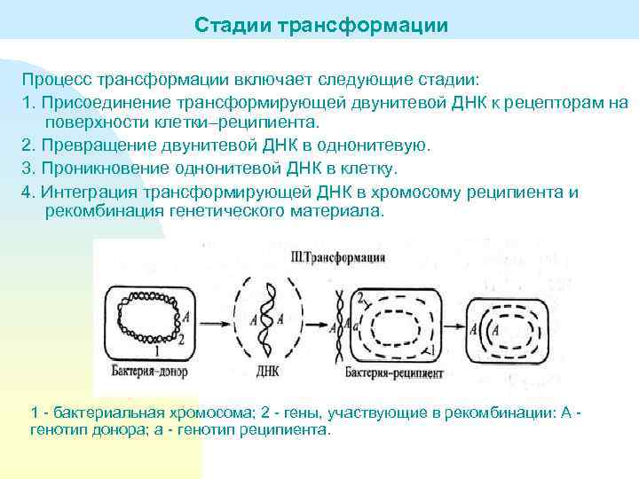 Стадии трансформации Процесс трансформации включает следующие стадии: 1. Присоединение трансформирующей двунитевой ДНК к рецепторам