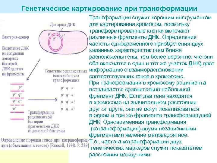 Генетическое картирование при трансформации Трансформация служит хорошим инструментом для картирования хромосом, поскольку трансформированные клетки