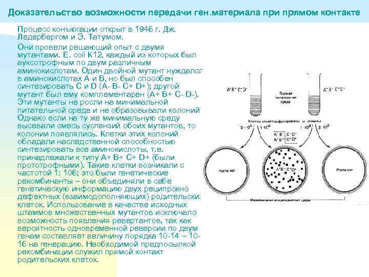 Доказательство возможности передачи ген. материала при прямом контакте Процесс конъюгации открыт в 1946 г.