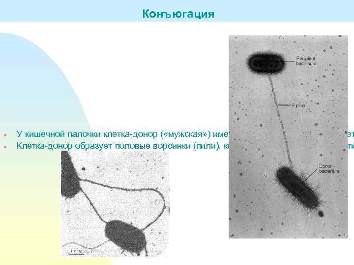 Конъюгация n n У кишечной палочки клетка-донор ( «мужская» ) имеет продолговатую форму, клет