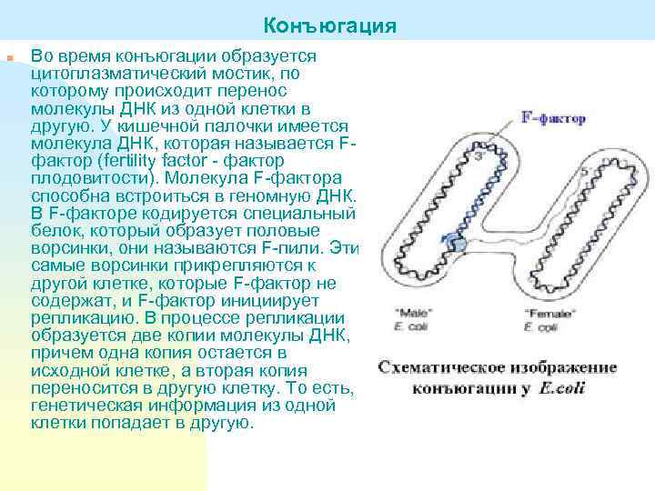 Конъюгация n Во время конъюгации образуется цитоплазматический мостик, по которому происходит перенос молекулы ДНК