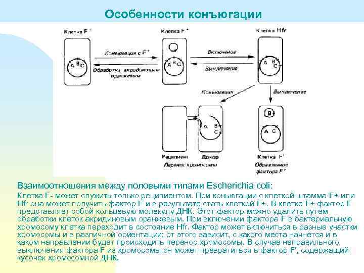 На какой стадии происходит конъюгация