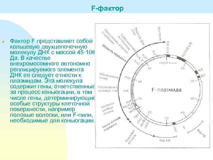 F-фактор n Фактор F представляет собой кольцевую двухцепочечную молекулу ДНК с массой 45∙ 106