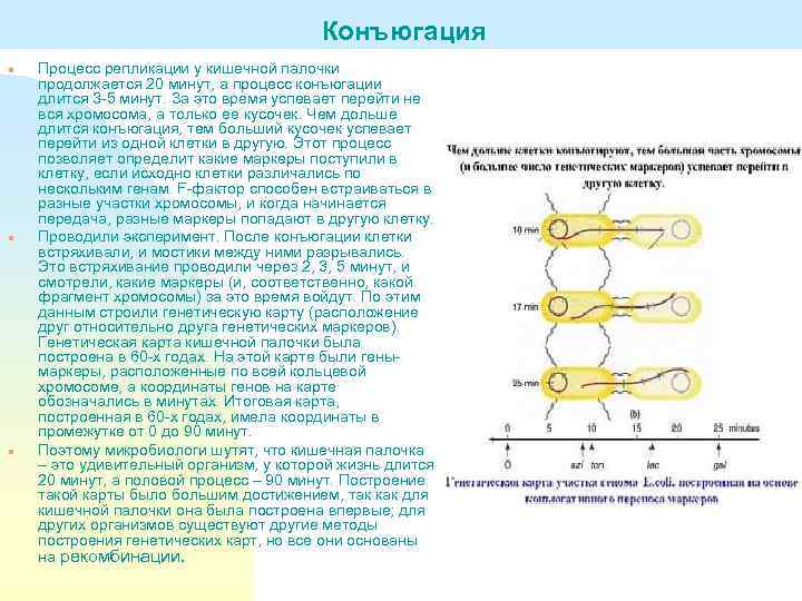 Конъюгация n n n Процесс репликации у кишечной палочки продолжается 20 минут, а процесс