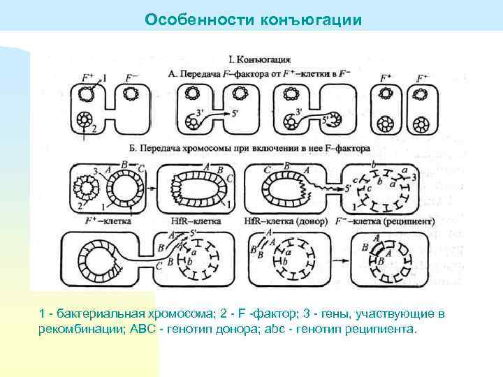 Особенности конъюгации 1 - бактериальная хромосома; 2 - F -фактор; 3 - гены, участвующие