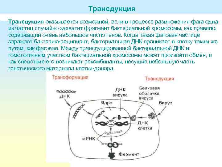 Трансдукция оказывается возможной, если в процессе размножения фага одна из частиц случайно захватит фрагмент