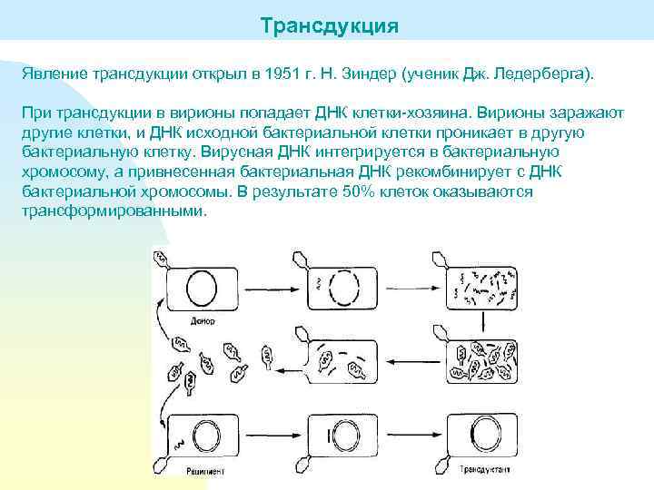 Кто считается открывателем принцип передачи генетической информации изображенного на рисунке огэ