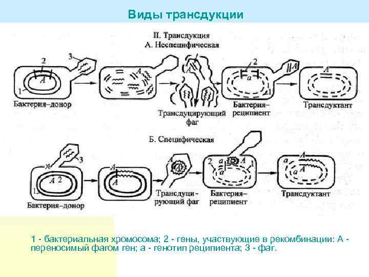 Виды трансдукции 1 - бактериальная хромосома; 2 - гены, участвующие в рекомбинации: А -