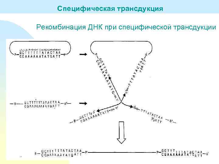 Специфическая трансдукция Рекомбинация ДНК при специфической трансдукции 