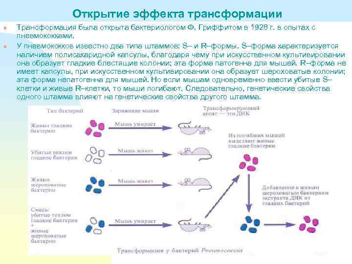 Открытие эффекта трансформации n n Трансформация была открыта бактериологом Ф. Гриффитом в 1928 г.