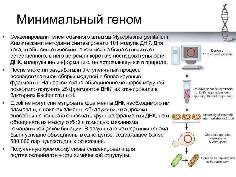 Минимальный геном • • Секвенировали геном обычного штамма Mycoplasma genitalium. Химическими методами синтезировали 101