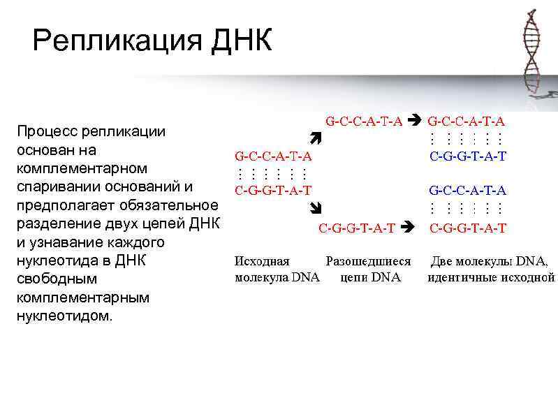 Репликация ДНК Процесс репликации основан на комплементарном спаривании оснований и предполагает обязательное разделение двух