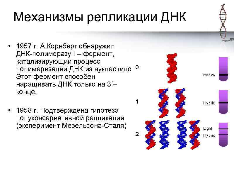 Механизмы репликации ДНК • 1957 г. А. Корнберг обнаружил ДНК-полимеразу I – фермент, катализирующий