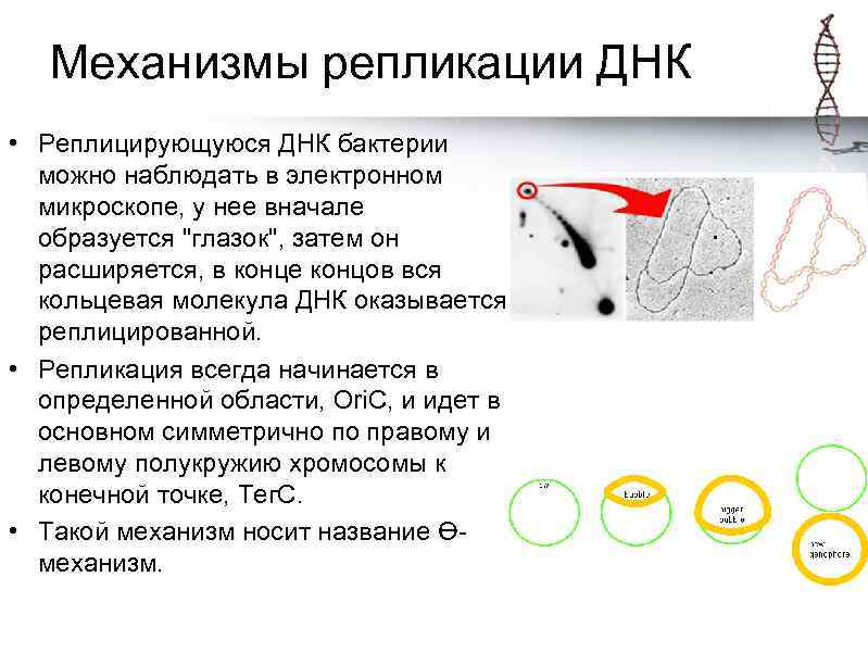 Механизмы репликации ДНК • Реплицирующуюся ДНК бактерии можно наблюдать в электронном микроскопе, у нее