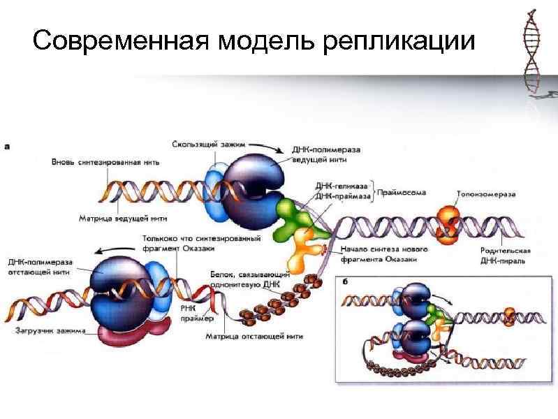 Современная модель репликации 