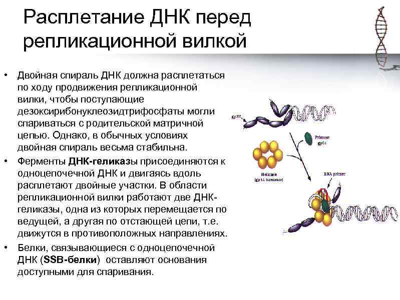Расплетание ДНК перед репликационной вилкой • Двойная спираль ДНК должна расплетаться по ходу продвижения