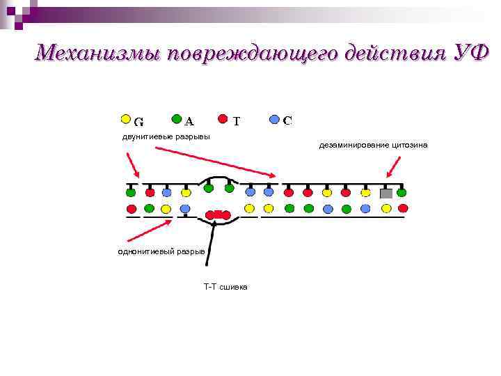 Механизмы повреждающего действия УФ двунитиевые разрывы однонитиевый разрыв Т-Т сшивка дезаминирование цитозина 