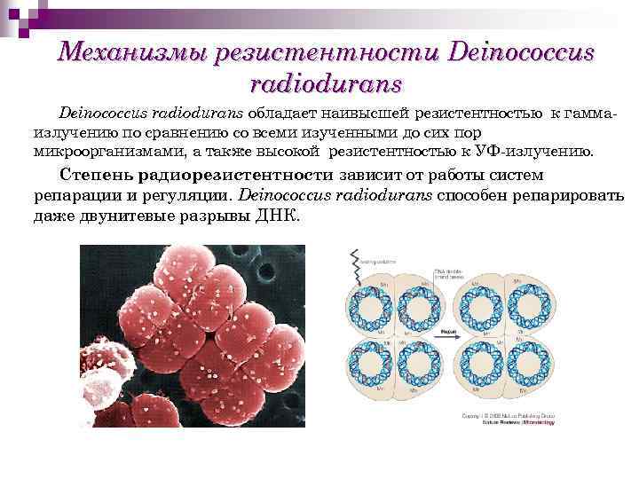 Механизмы резистентности Deinococcus radiodurans обладает наивысшей резистентностью к гаммаизлучению по сравнению со всеми изученными