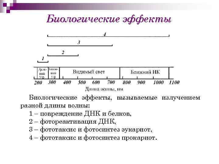 Биологические эффекты, вызываемые излучением разной длины волны: 1 – повреждение ДНК и белков, 2