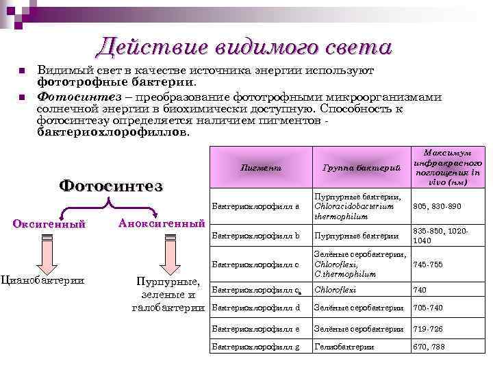 Действие видимого света n n Видимый свет в качестве источника энергии используют фототрофные бактерии.