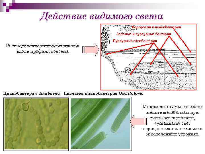 Действие видимого света Водоросли и цианобактерии Зеленые и пурпурные бактерии Пурпурные серобактерии Распределение микроорганизмов