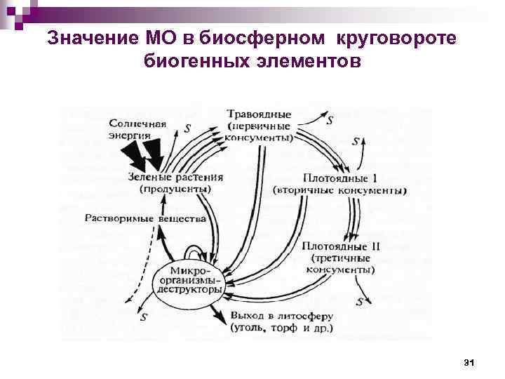 Круговорот биогенных элементов схемы