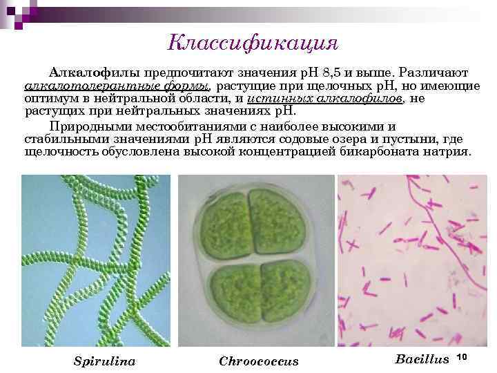 Классификация Алкалофилы предпочитают значения р. Н 8, 5 и выше. Различают алкалотолерантные формы, растущие