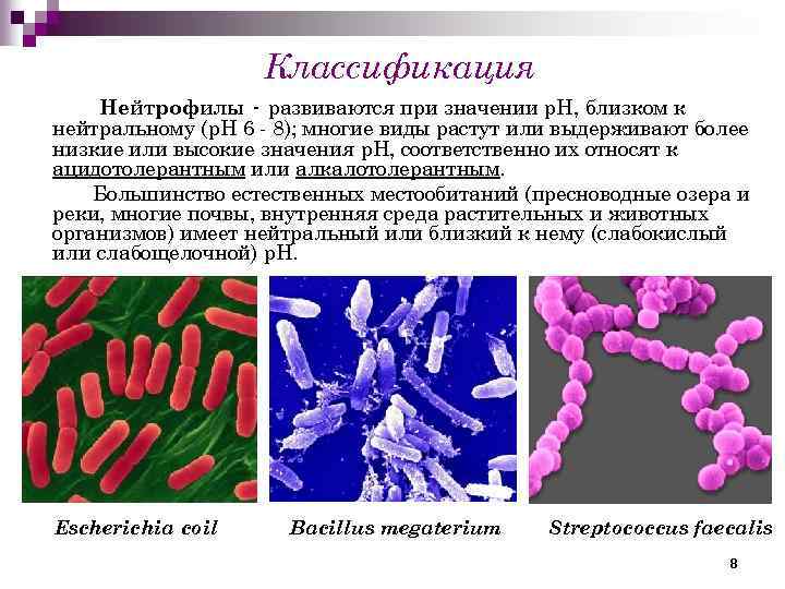 Классификация Нейтрофилы - развиваются при значении р. Н, близком к нейтральному (р. Н 6