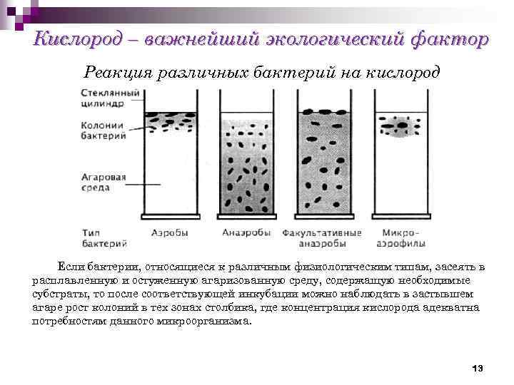 Кислород – важнейший экологический фактор Реакция различных бактерий на кислород Если бактерии, относящиеся к