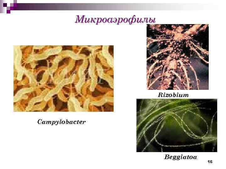 Микроаэрофилы Rizobium Campylobacter Beggiatoa 16 