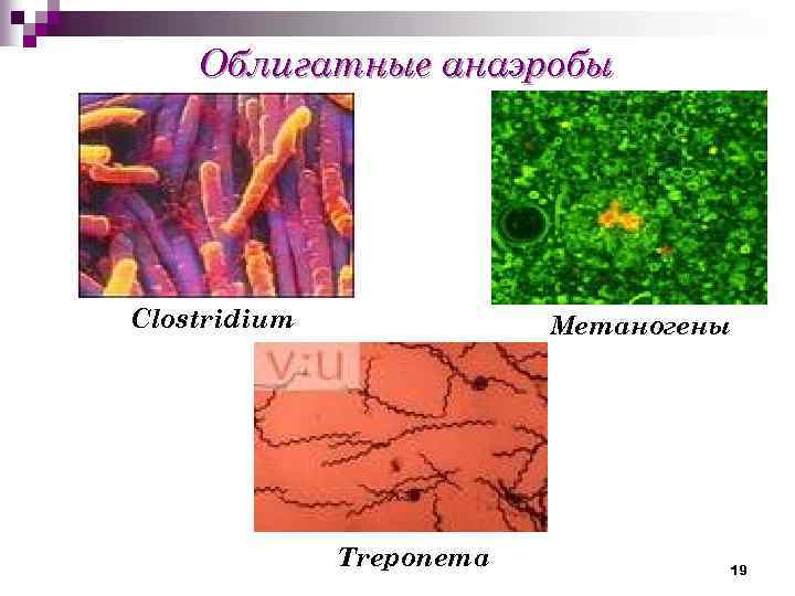 Первые анаэробные организмы