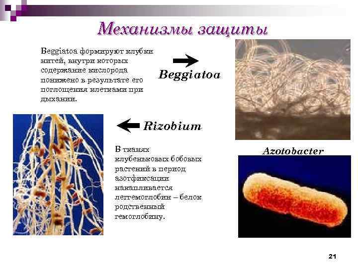 Механизмы защиты Beggiatoa формируют клубки нитей, внутри которых содержание кислорода понижено в результате его