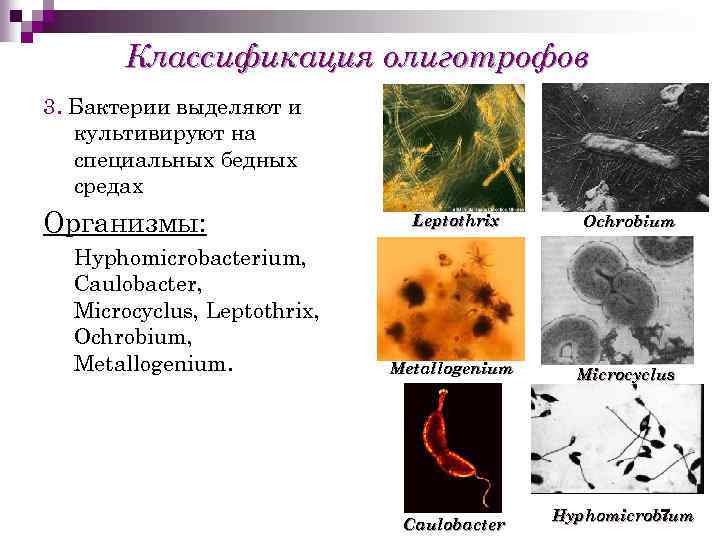 Что выделяют бактерии. Олиготрофные микроорганизмы. Олиготрофы бактерии. Metallogenium бактерия. Простекобактерии форма.