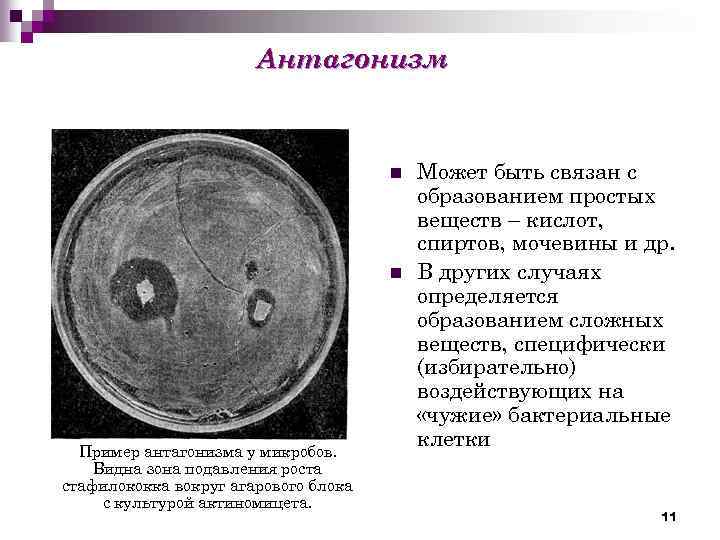 Микробного антагонизма схема