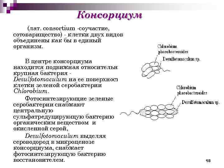 Консорциум (лат. соnsortium -соучастие, сотоварищество) - клетки двух видов объединены как бы в единый