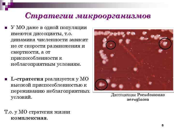 Стратегии микроорганизмов n У МО даже в одной популяции имеются диссоциаты, т. о. динамика
