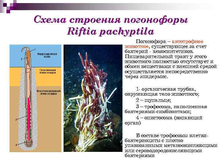 Схема строения погонофоры Riftia pachyptila Погонофора – автотрофное животное, существующее за счет бактерий -