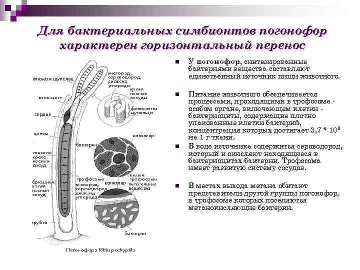 Для бактериальных симбионтов погонофор характерен горизонтальный перенос n У погонофор, синтезированные бактериями вещества составляют