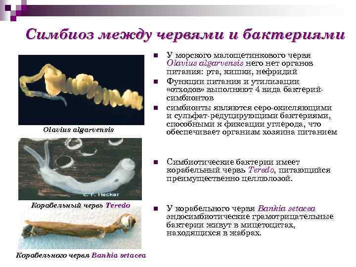 Симбиоз между червями и бактериями n n n Olavius algarvensis У морского малощетинкового червя